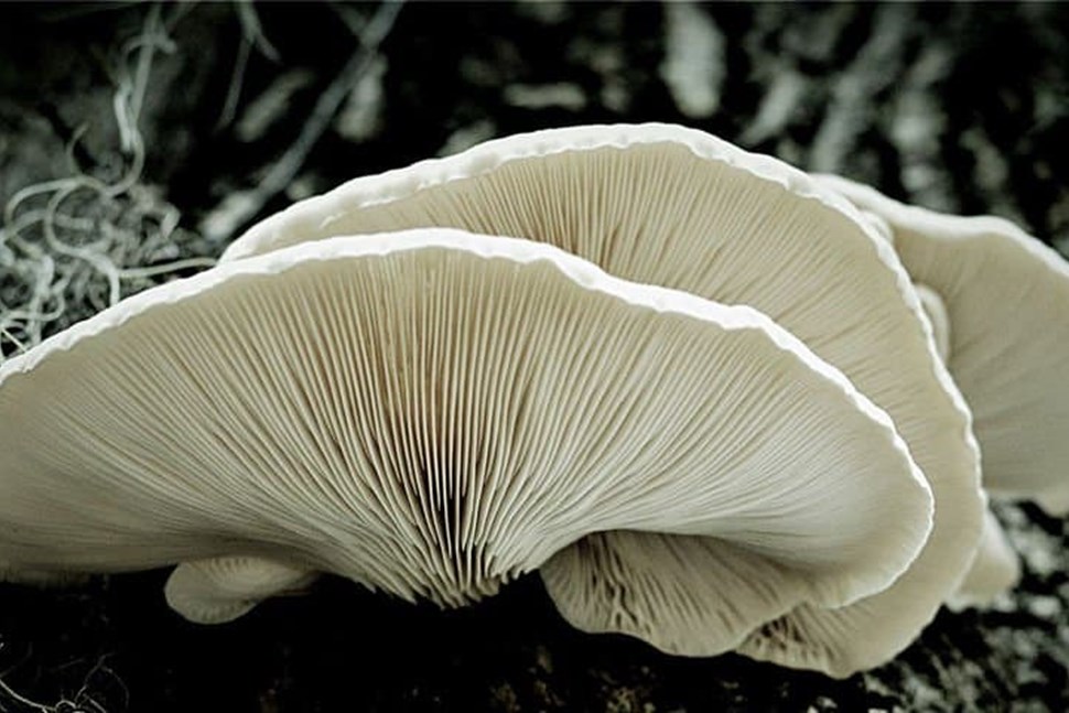 Snow White Oyster | Pleurotus ostreatus | Mushroom Grow Kit- Spray and Grow – 3kg