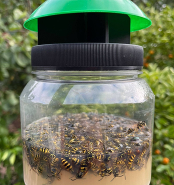 EnviroSafe Wasp Trap Image