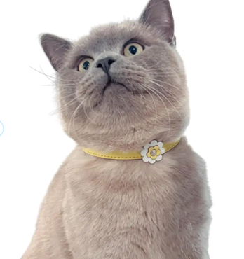DOGUE Gelato Flower Cat Collar Image
