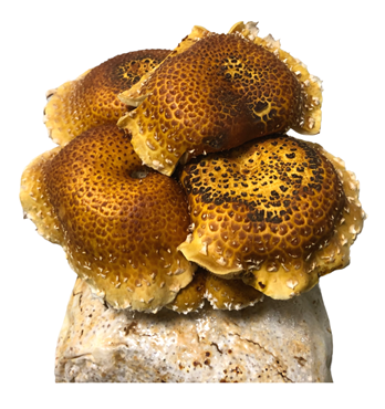 Mushroom Growing Kit Image