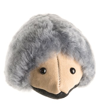 Tambo Teddy Echidnas Image