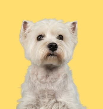 Serotoninkc West Highland White Terrier Conditioner 500mL Image