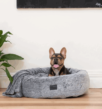 Harley Dog Bed Image