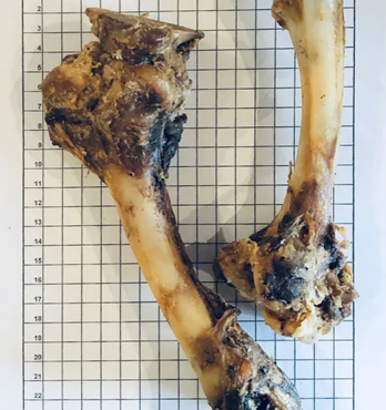 Lamb Shank Bones Dried Image