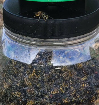 EnviroSafe Wasp Trap Image
