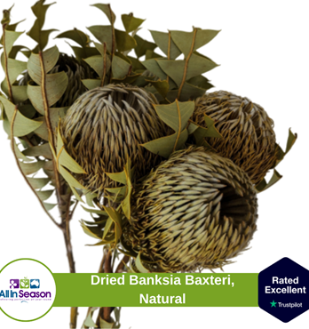 Dried Australian Banksia Image