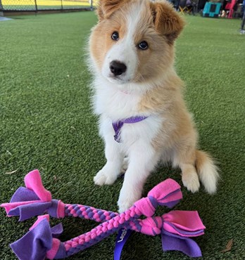 Byron & Co Fleece Tug toy Image