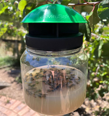 EnviroSafe European Wasp Attractant 3 Pack Image