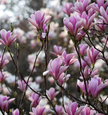 Magnolia trees (Magnolia grandiflora, Michelia and deciduous Magnolia cultivars), Australian grown Image