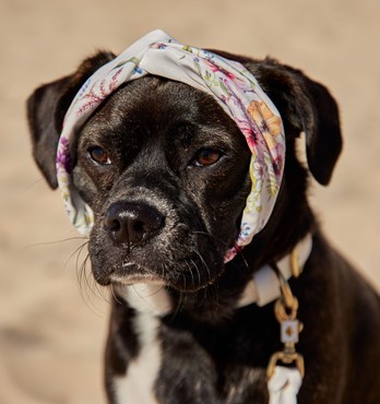 Dog Headbands Image