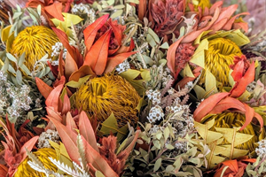 5 Australian Growers to check out this Spring!