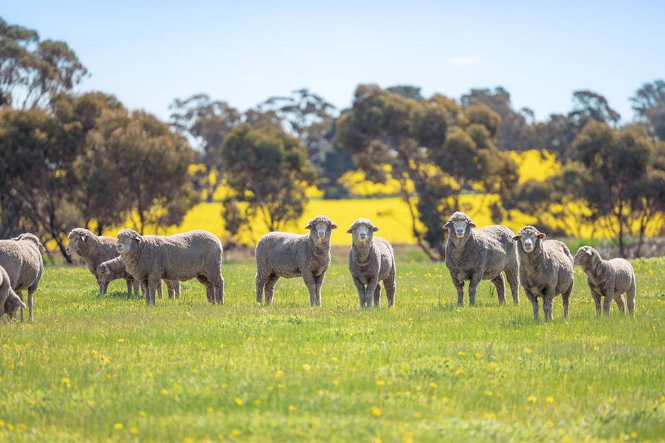 Warm up your winter with Australian wool